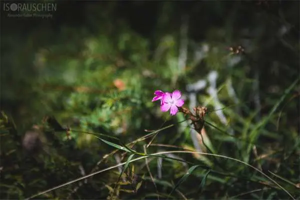 Bild von A blog post a day XVI - Alpenblumen