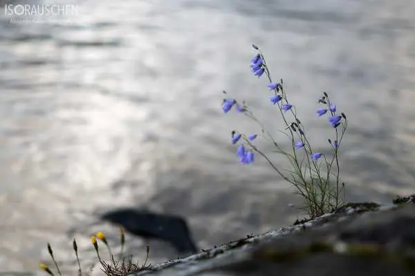 Bild von West Highland Way 2017