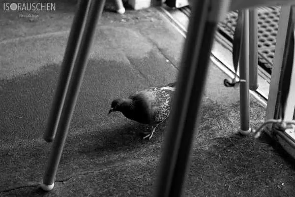 Bild von West Highland Way 2017