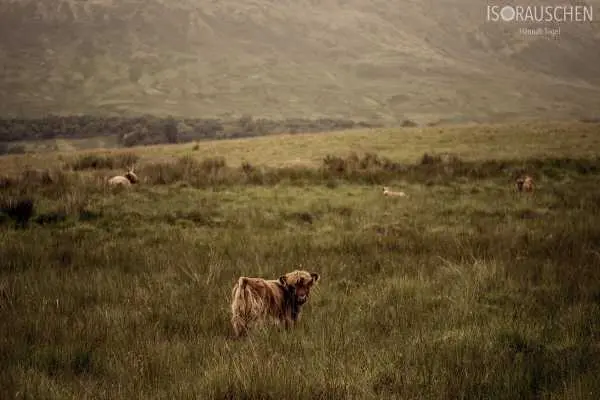 Bild von West Highland Way 2017