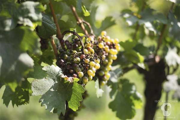 Bild von Wien entdecken I