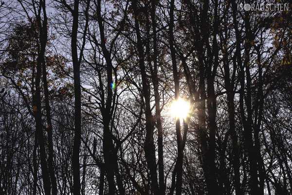 Bild von Hörndlwald