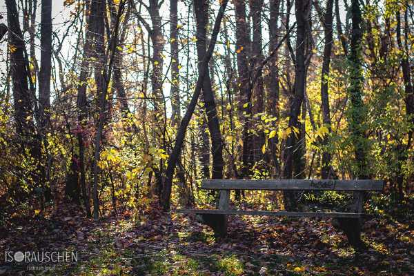 Bild von Hörndlwald