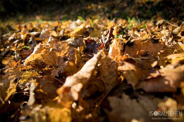 Bild von Blätter am Roten Berg