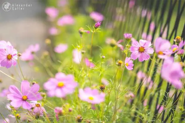 Bild von Wien entdecken VI