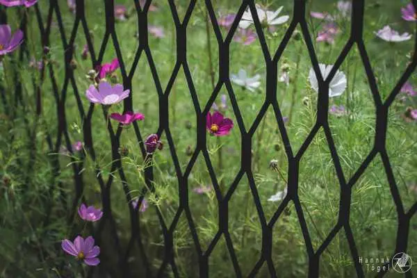 Bild von Wien entdecken VI