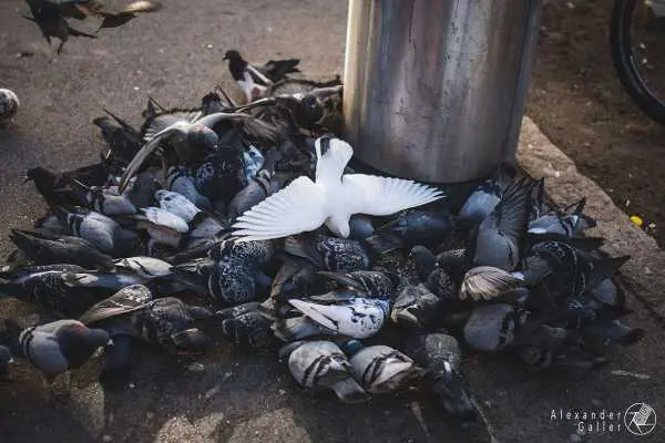 Bild von Wien entdecken VII