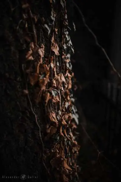 Bild von Wien entdecken X