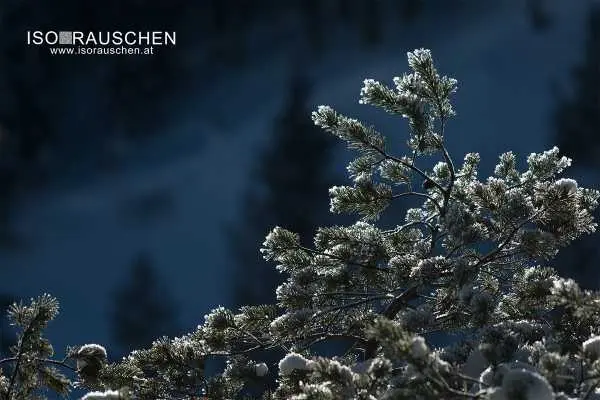 Bild von Winterwunderland