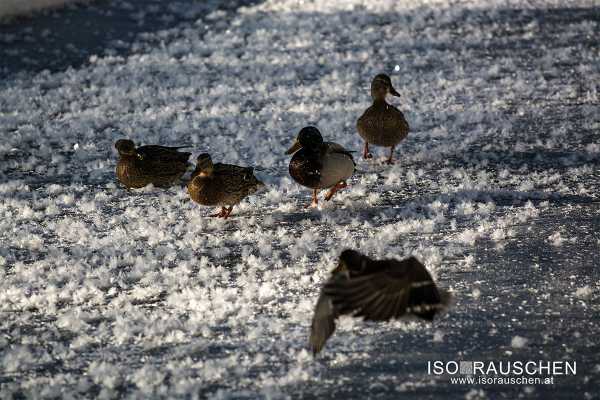 Bild von Winterwunderland